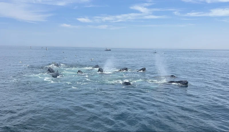 A whale surfacing on a Captain John whale watch out of Plymouth, MA