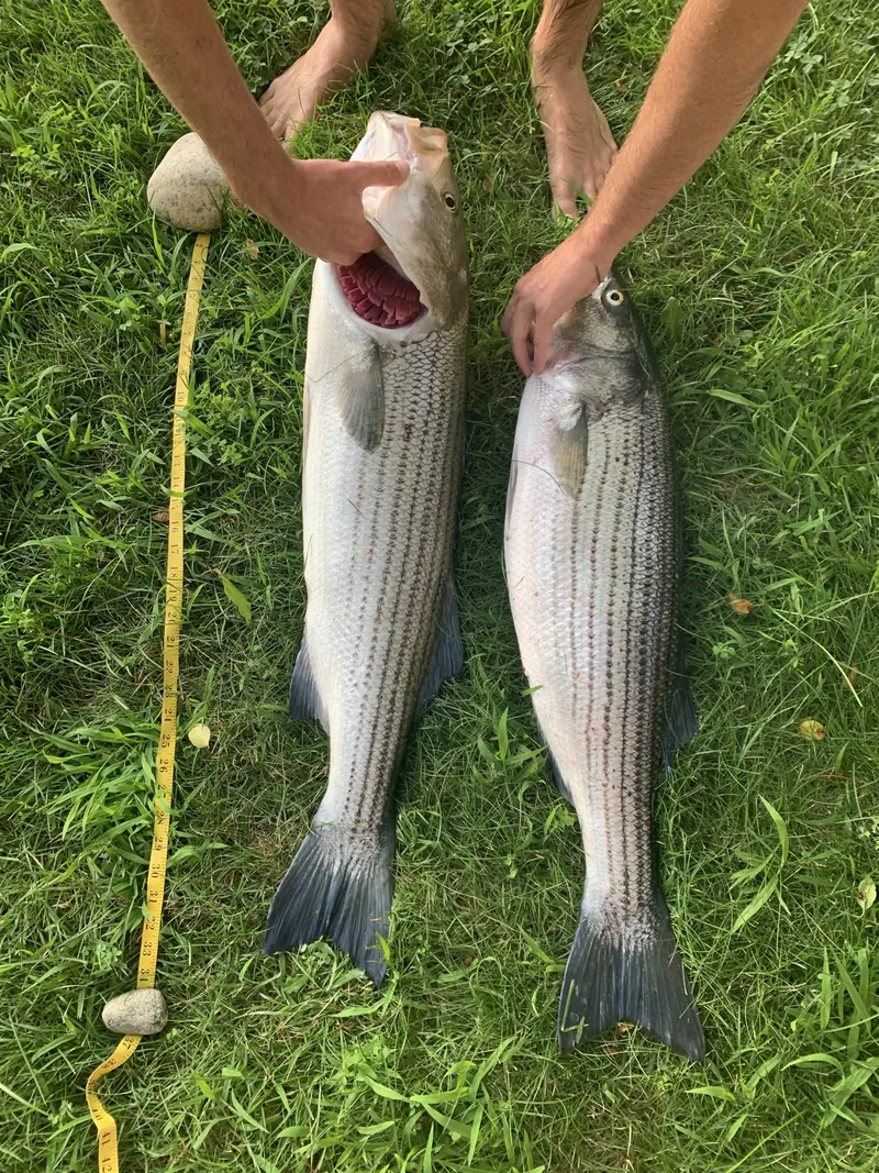 Two striped bass caught near Marshfield, MA, laid on the grass beside a measuring tape